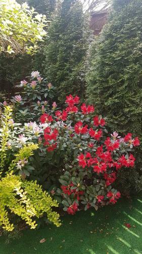 Apartament Tej