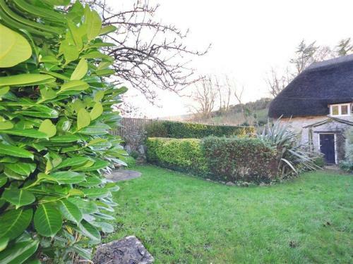Little Ivy, West Lulworth