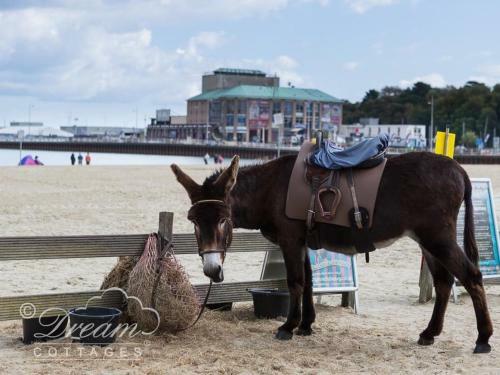 Marina Vista, Weymouth
