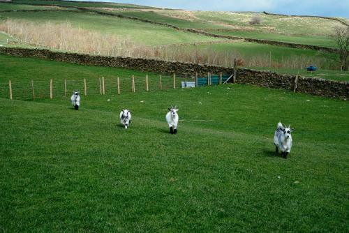 Bed & Breakfast Bondcroft Farm