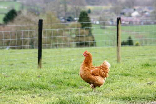 Bed & Breakfast Bondcroft Farm
