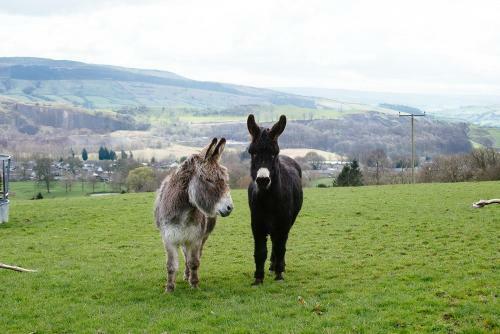 Bed & Breakfast Bondcroft Farm