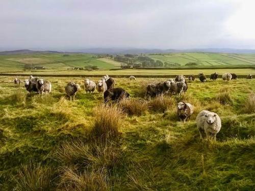 Herdwick Barn