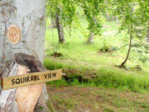 Squirrel View