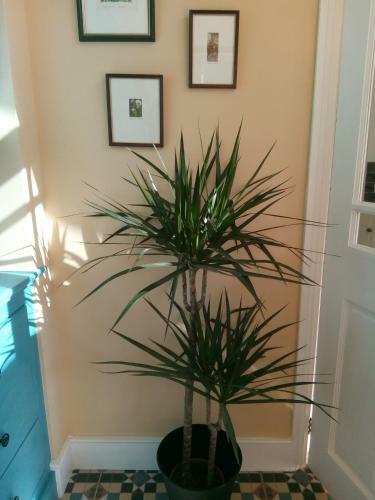 Bed & Breakfast Rosslyn Court