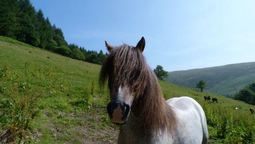 Apartamento Group Accommodation Llanwrtyd