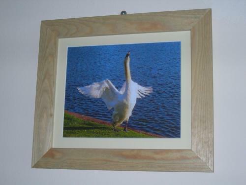Posada The Swan