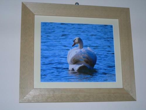 Posada The Swan