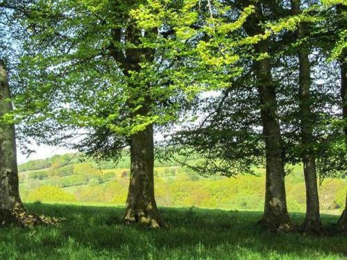 Ty Twt, Lampeter