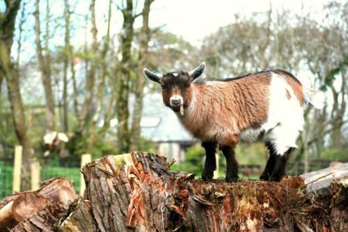 Pond Meadow At Trenannick Cottages