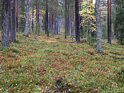 Holiday Home Ukkohermanni