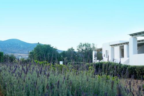 Apartamento Golden Sand Paros