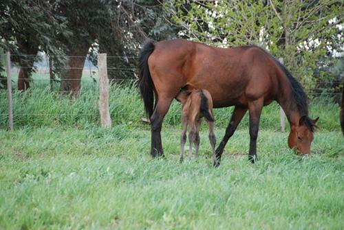 Excelente Casco De Estancia En Alquiler
