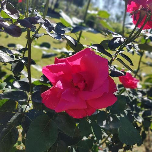 Posada R�o Tala
