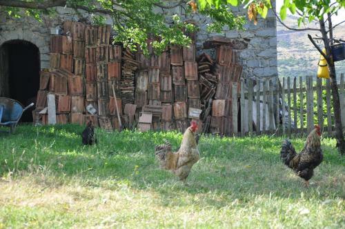 Hostal Bujtina Gjana