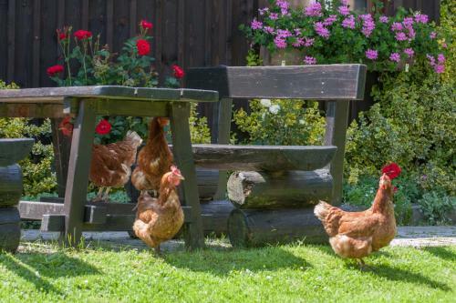 Agroturismo Bodnerhof