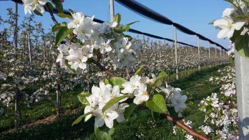Bed & Breakfast Obstgut Ledinegg