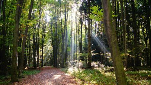 Hostal Landgasthof Hirschen