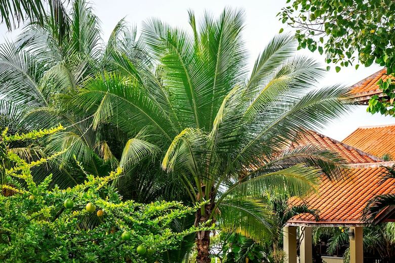 Hotel Romana Resort & Spa