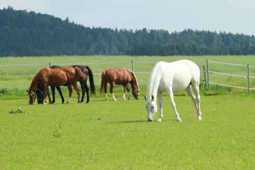 Hostal Landgasthof Zum Elsabauern
