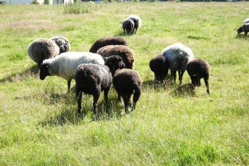 Hausbooturlaub In Gager Auf R�gen