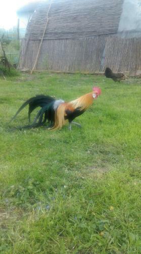 Agroturismo Farm Stay Lackovic