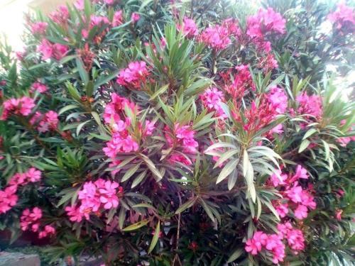 Apartment Starigrad 11683a