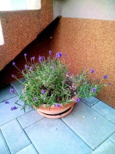 Apartment Starigrad 11683a