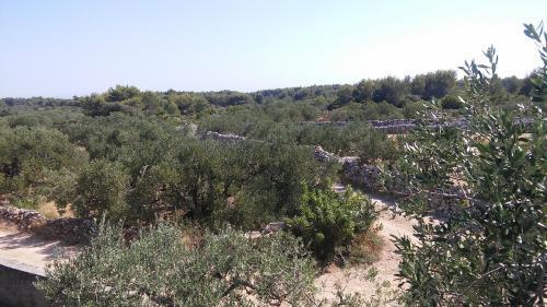 Apartments With A Parking Space Gornje Selo (solta) - 14009