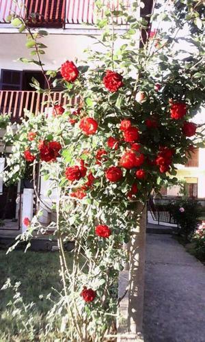 Apartman Sucuraj