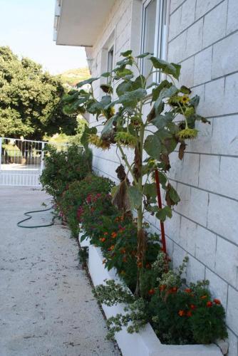 Apartment Stanici 2818a