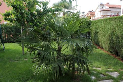 Apartment Umag 7735c