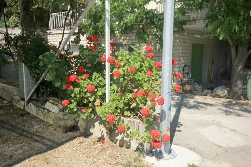Apartments By The Sea Viganj (peljesac) - 633