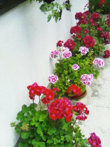 Hostal Guest House Milan