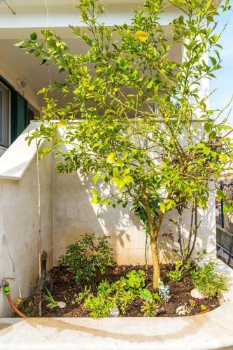 Apartment Beleca 2