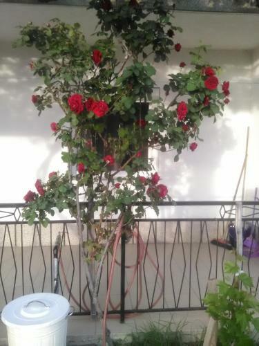 Apartment Skale
