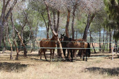 Rocaplana Club De Campo