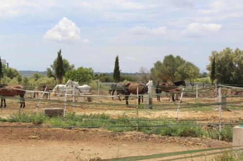 Rocaplana Club De Campo