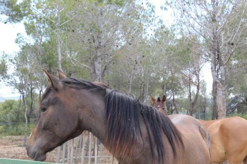 Rocaplana Club De Campo