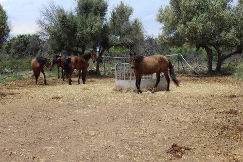 Rocaplana Club De Campo