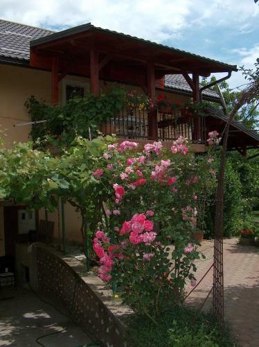 Apartments Ana