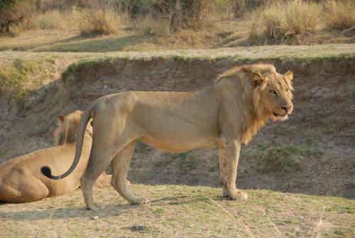 Lodge Zikomo Safari