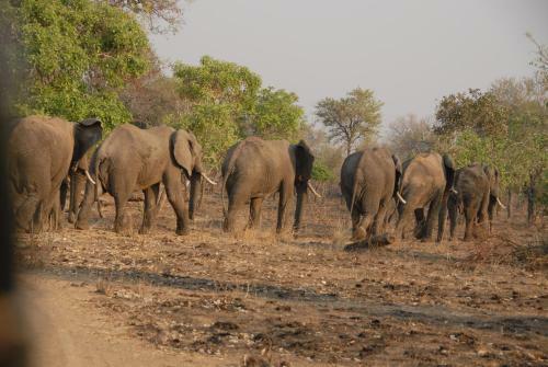Lodge Zikomo Safari