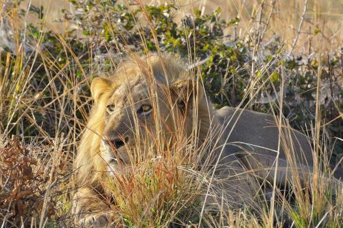 Lodge Zikomo Safari