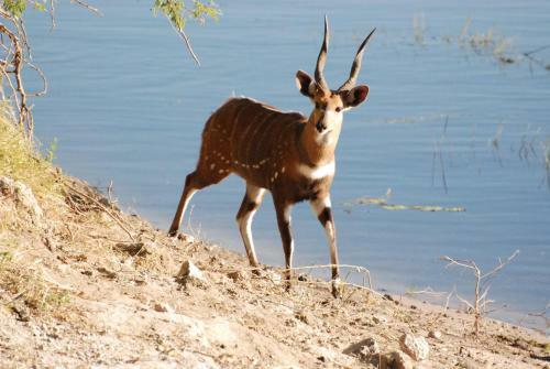 Lodge Bushbuck River House