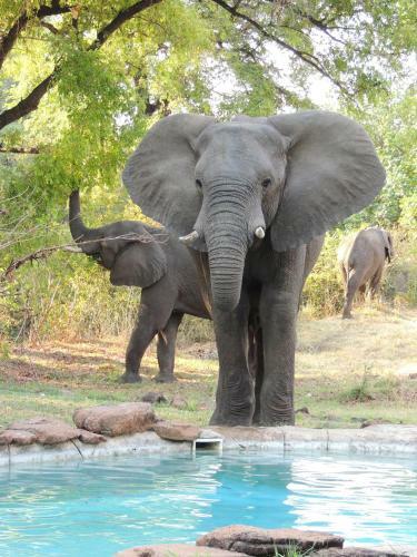 Lodge Bushbuck River House