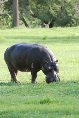 Lodge Bushbuck River House