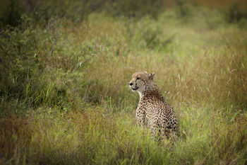 Lukimbi Safari Lodge