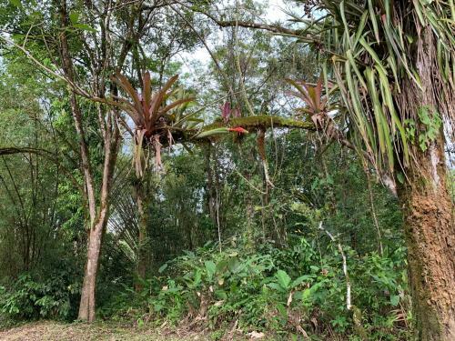 Apartamento El Suzanne Rainforest Lodge