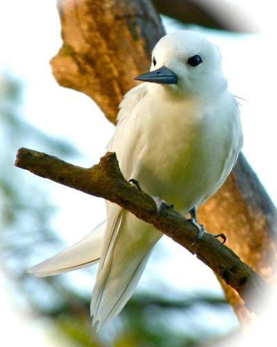 Apartamento Fairy-tern Chalet